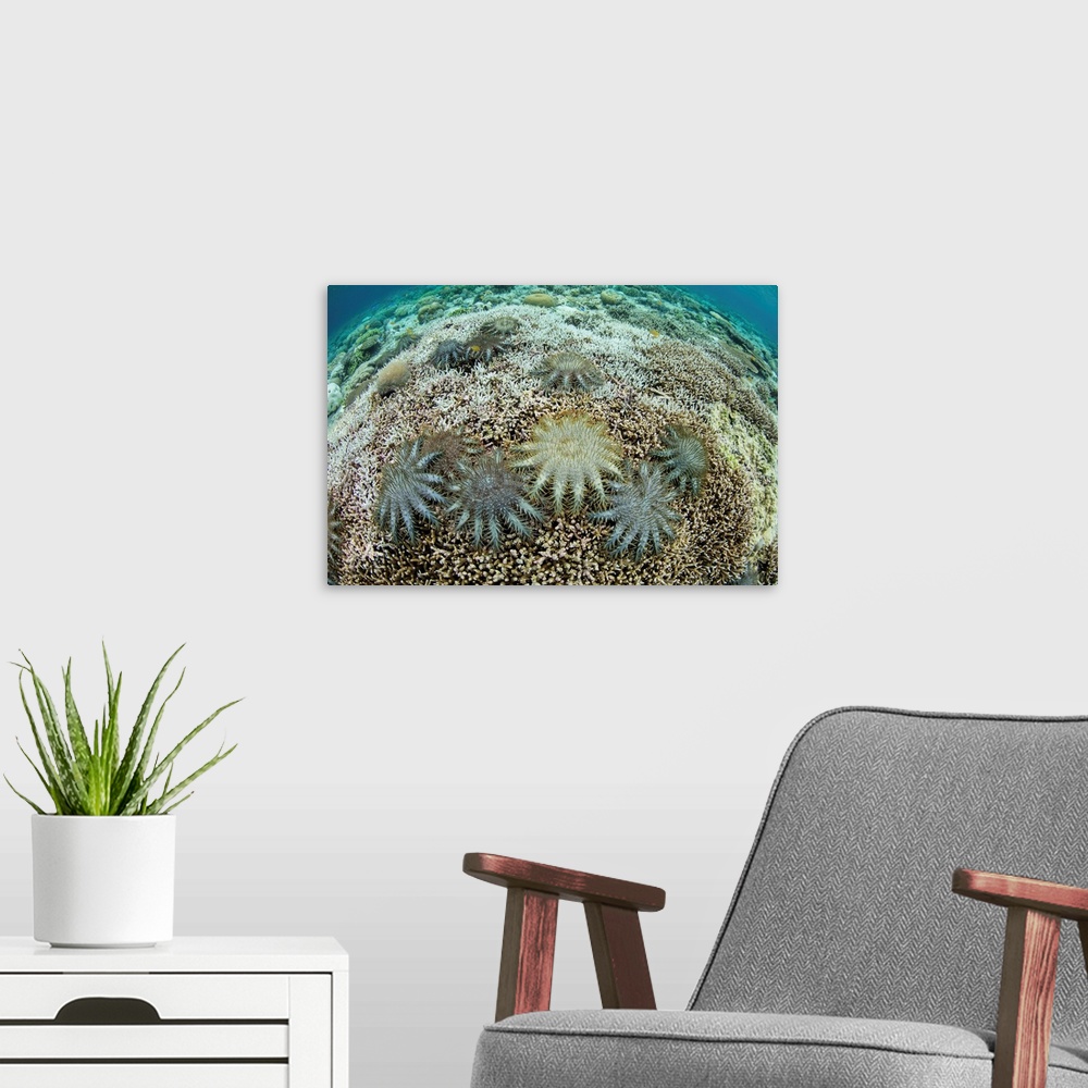 A modern room featuring Crown of Thorns starfish feed on living corals on a shallow reef.