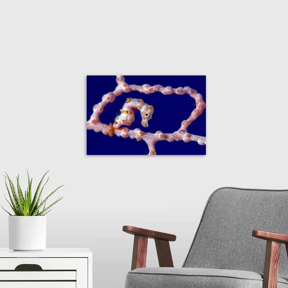 A modern room featuring Denise pygmy seahorse, New Ireland, Papua New Guinea.