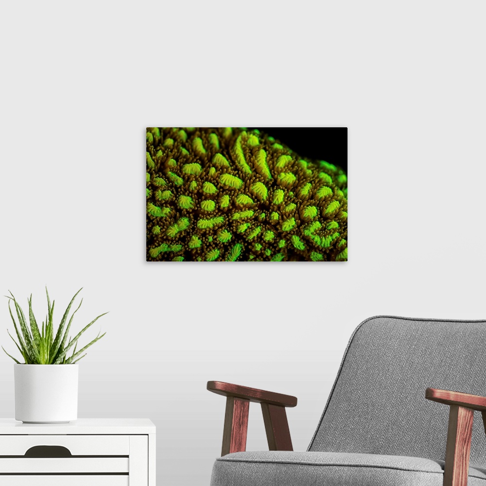 A modern room featuring Detail of a fluorescing coral colony growing on a shallow reef.