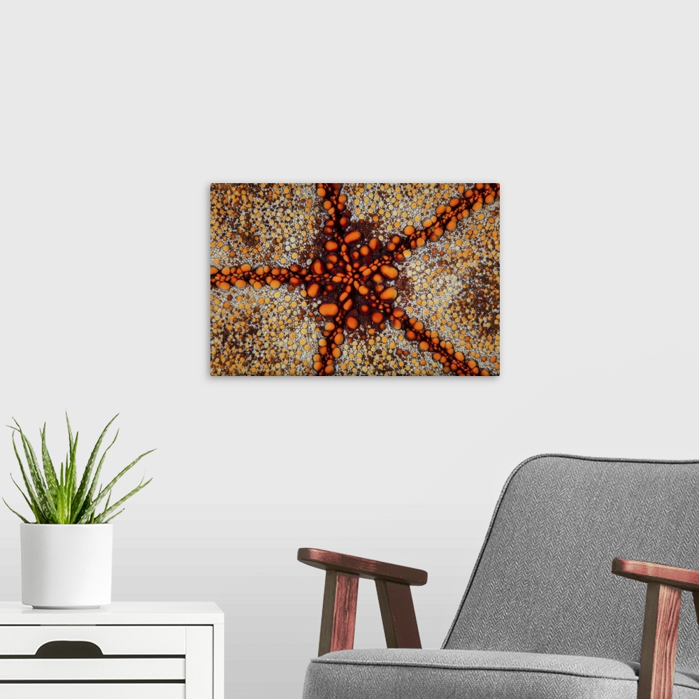 A modern room featuring Detail of a pin cushion starfish living on a reef in the Lesser Sunda Islands of Indonesia.