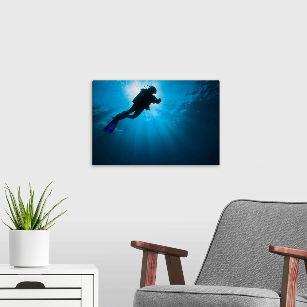 A modern room featuring Diver swimming past the sunlight in the Gulf of Mexico.