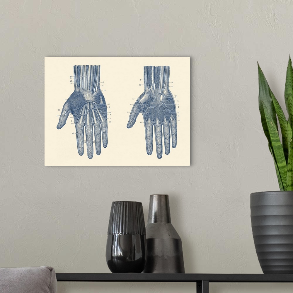 A modern room featuring Dual view of the human hand, showcasing the muscles, bones and veins throughout.