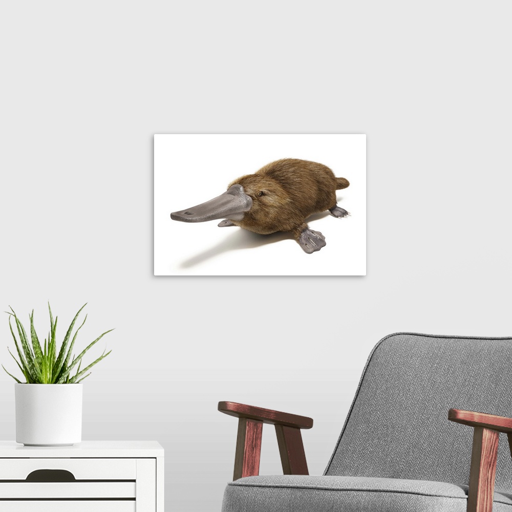 A modern room featuring Duck-billed platypus on white background.
