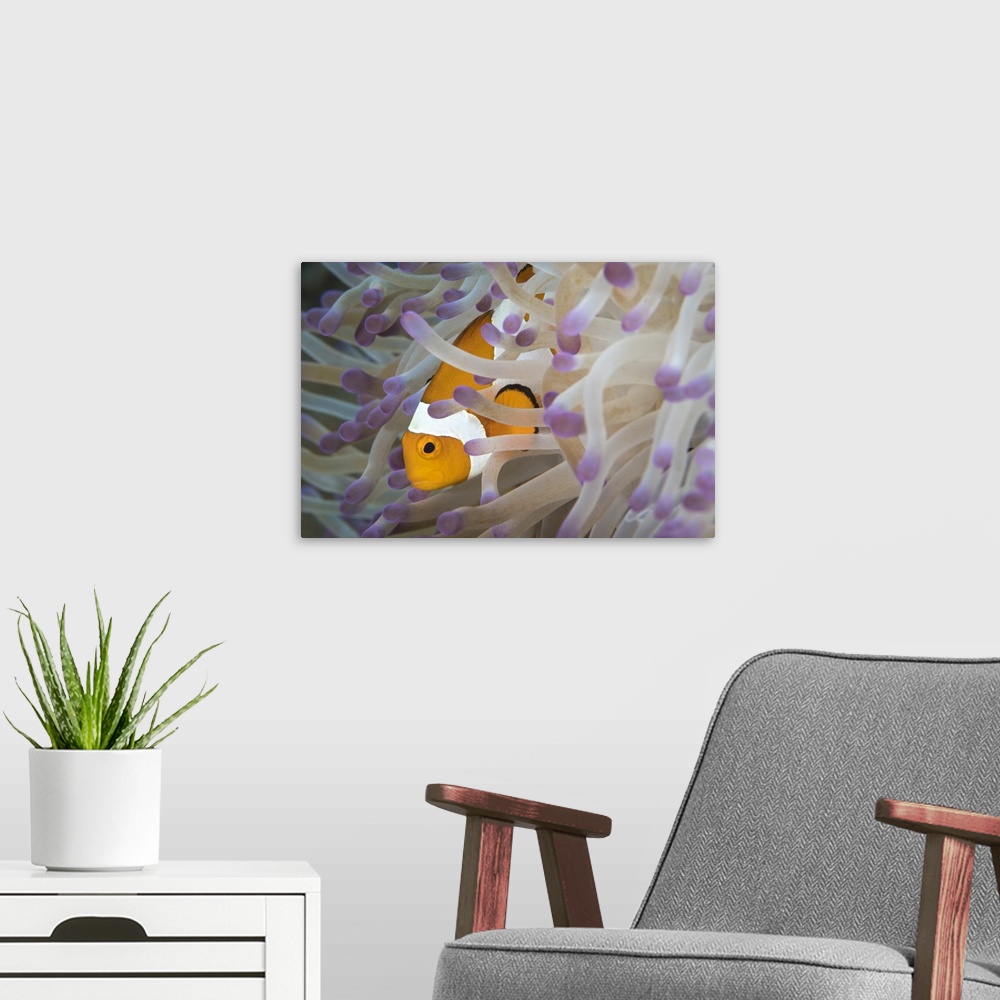 A modern room featuring False clownfish in North Sulawesi, Indonesia.