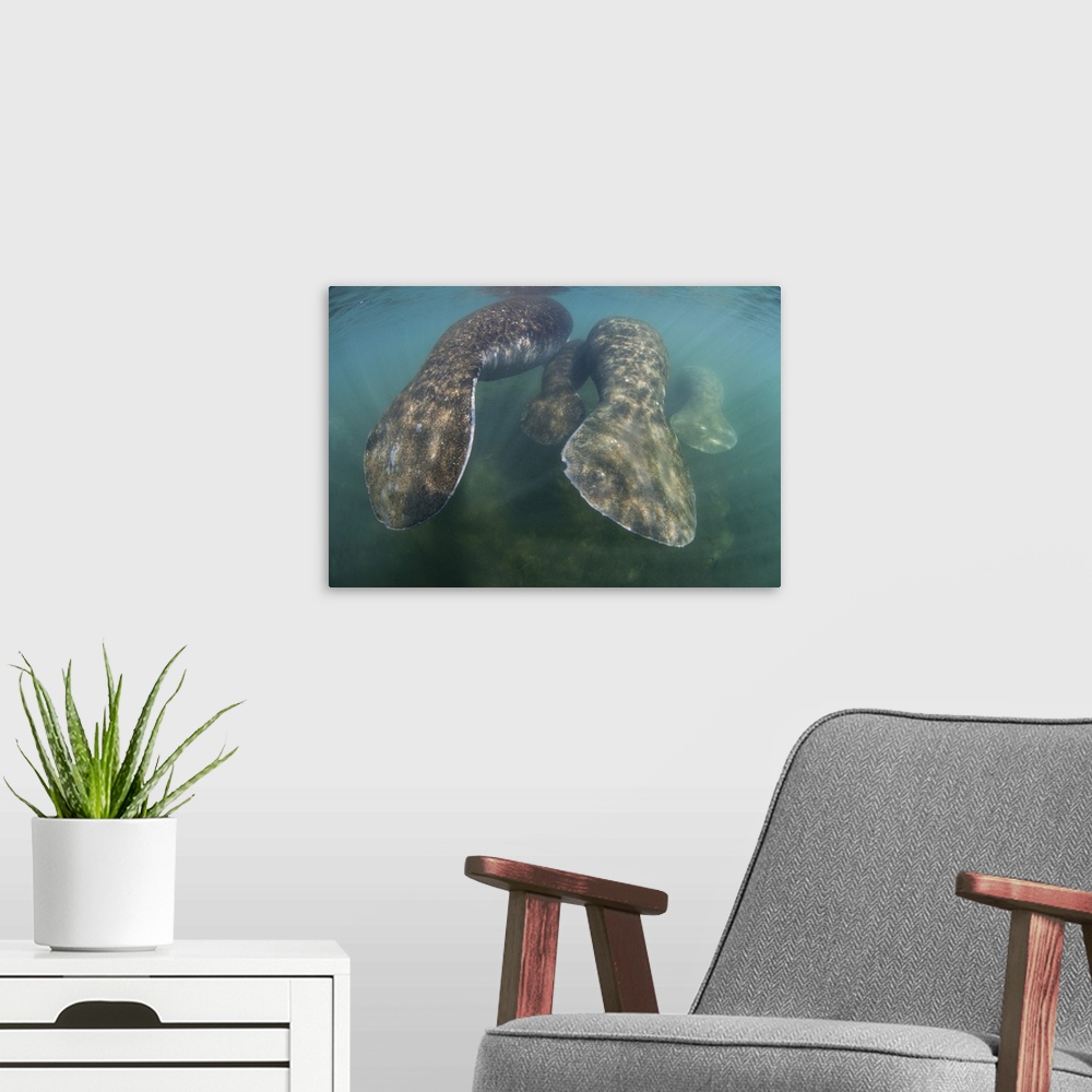 A modern room featuring Florida manatees rise to the surface of Crystal River, Florida.