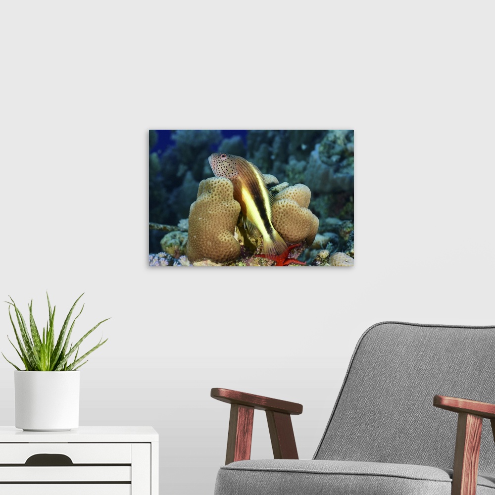 A modern room featuring Freckled hawkfish, Red Sea, Egypt.