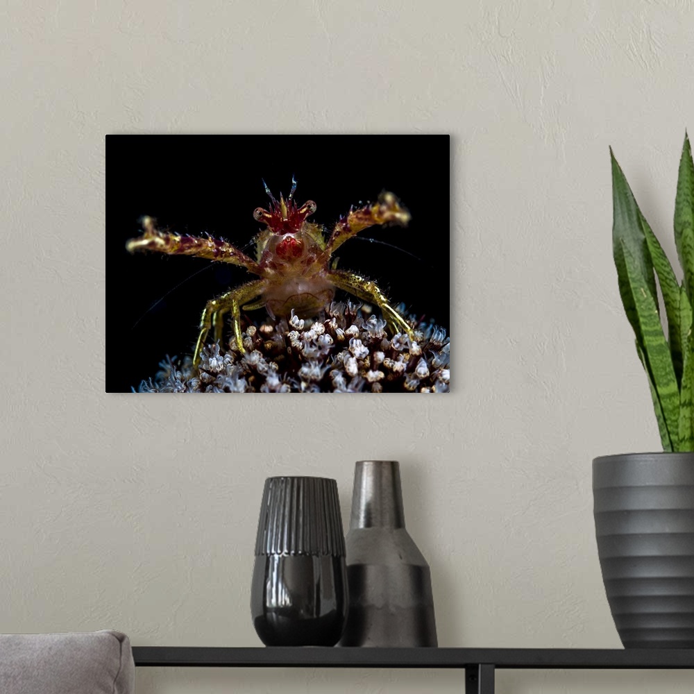 A modern room featuring Galathea squat lobster with eggs, Anilao, Philippines.