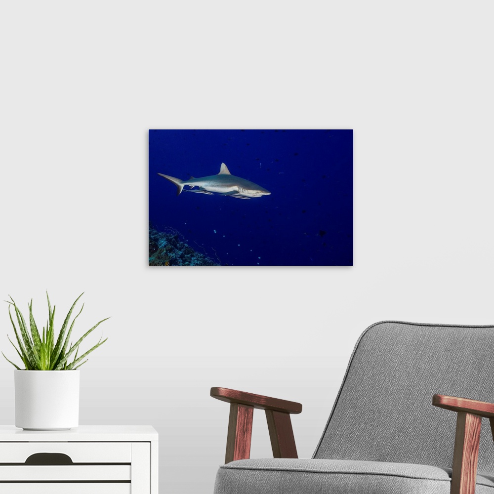 A modern room featuring Grey reef shark with remoras attached, Palau.