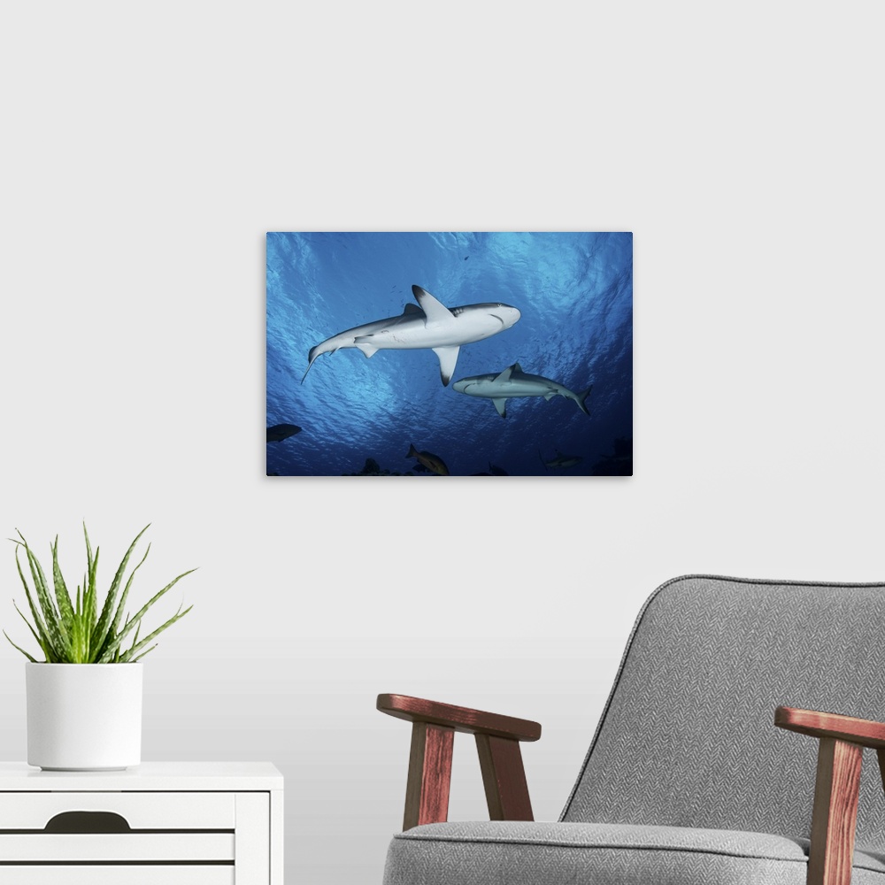 A modern room featuring Grey reef sharks, Yap, Micronesia.