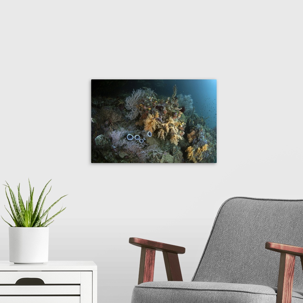 A modern room featuring Healthy corals, sponges, and other invertebrates on a reef in Raja Ampat, Indonesia.