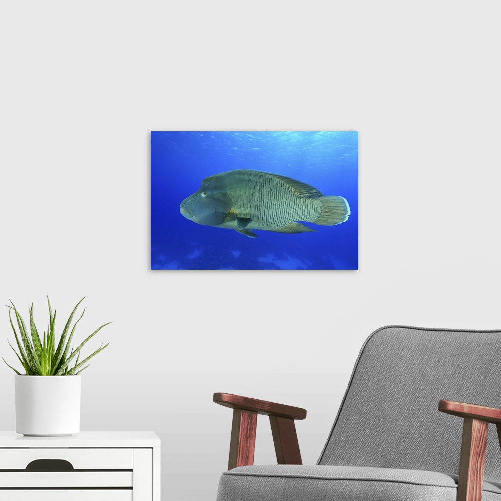 A modern room featuring Humphead wrasse, Red Sea, Egypt.