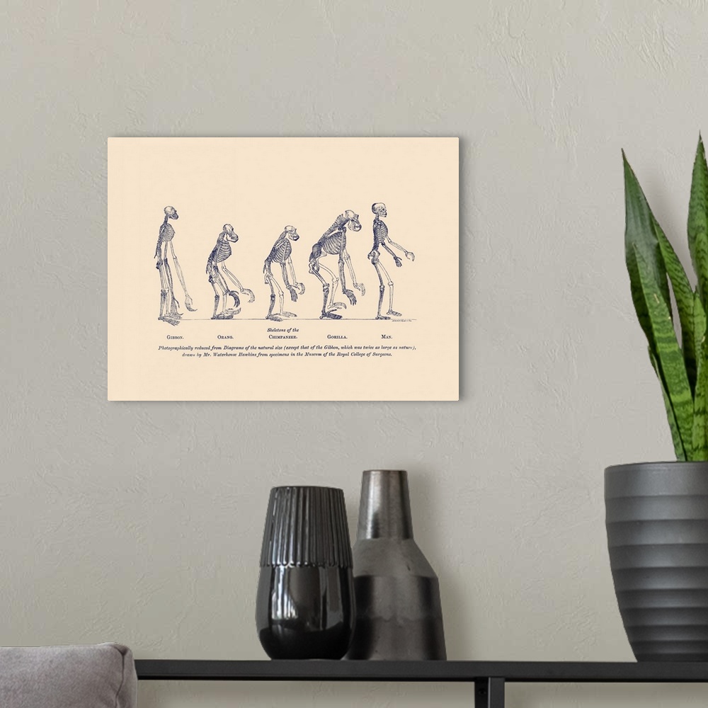 A modern room featuring illustrations of comparative skeletons of the gibbon, orangutan, chimpanzee, gorilla and man.