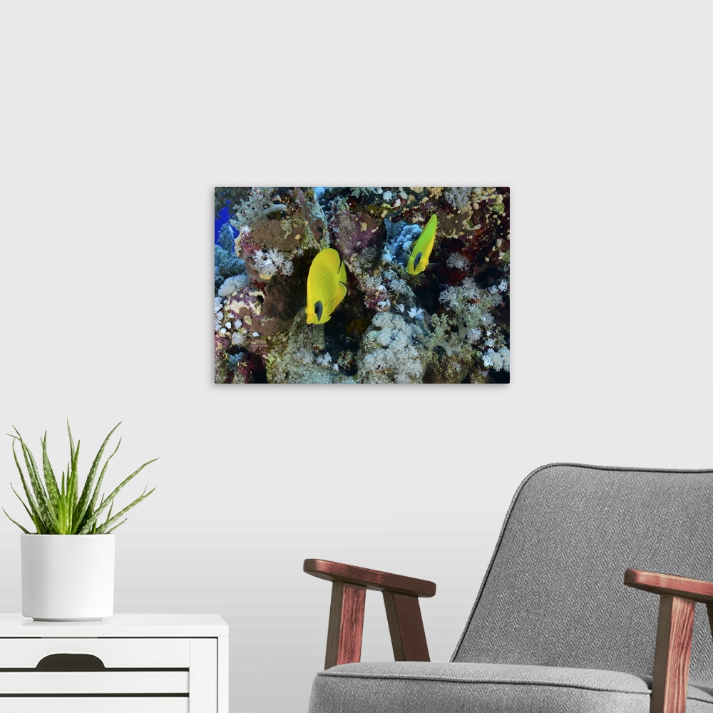 A modern room featuring Masked butterflyfish, Red Sea, Egypt.