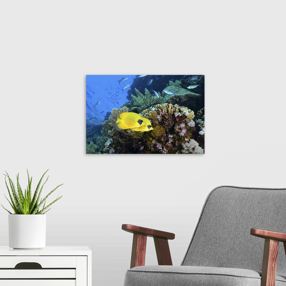 A modern room featuring Masked butterflyfish, Red Sea, Egypt.