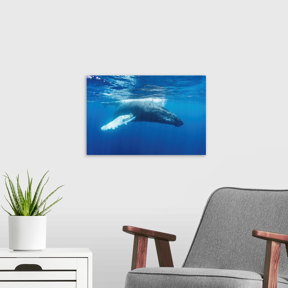 A modern room featuring Mother and calf humpback whales swim in the blue waters of the Caribbean Sea.