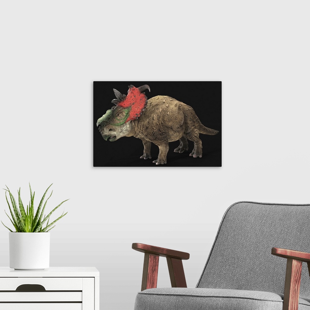 A modern room featuring Pachyrhinosaur dinosaur, side view on black background.