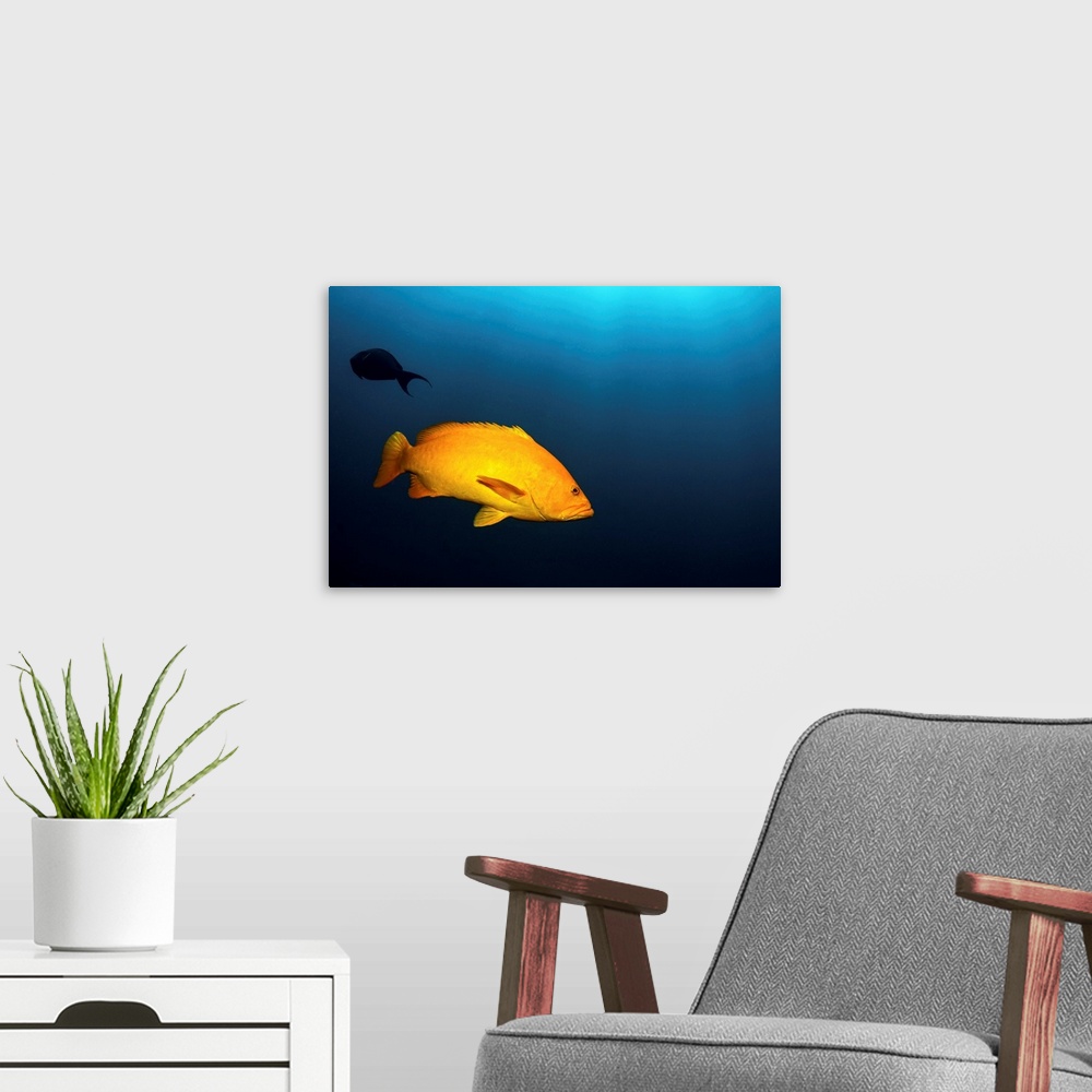 A modern room featuring Portrait of a gulf grouper, Cabo Pulmo, Mexico.