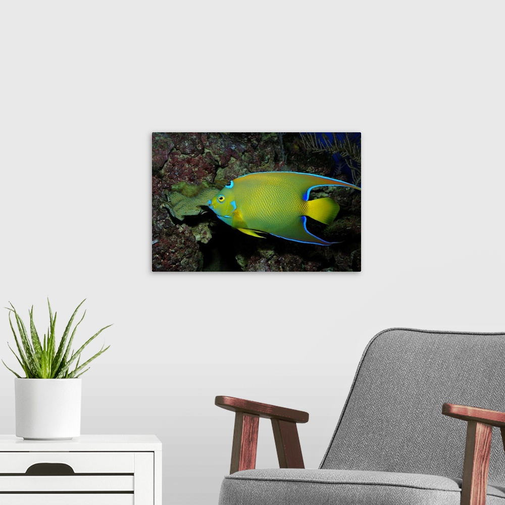 A modern room featuring Queen angelfish (Holocanthus ciliaris).