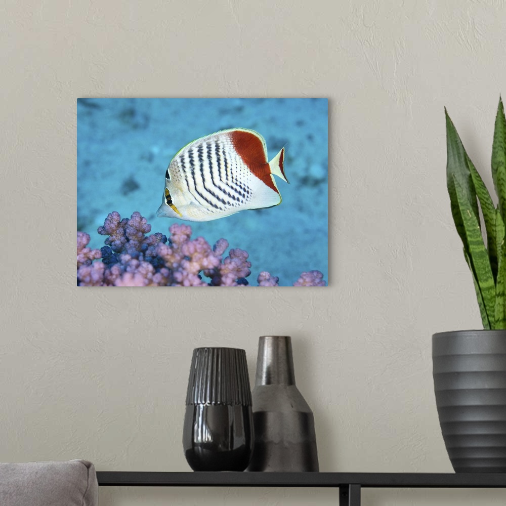 A modern room featuring Redback butterflyfish, Red Sea, Egypt.