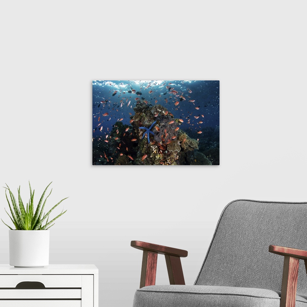 A modern room featuring Reef fish swimming above a coral reef in the Lesser Sunda Islands of Indonesia.