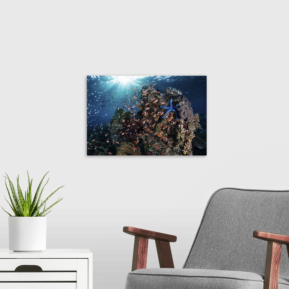 A modern room featuring Reef fish swimming above a coral reef in the Lesser Sunda Islands of Indonesia.