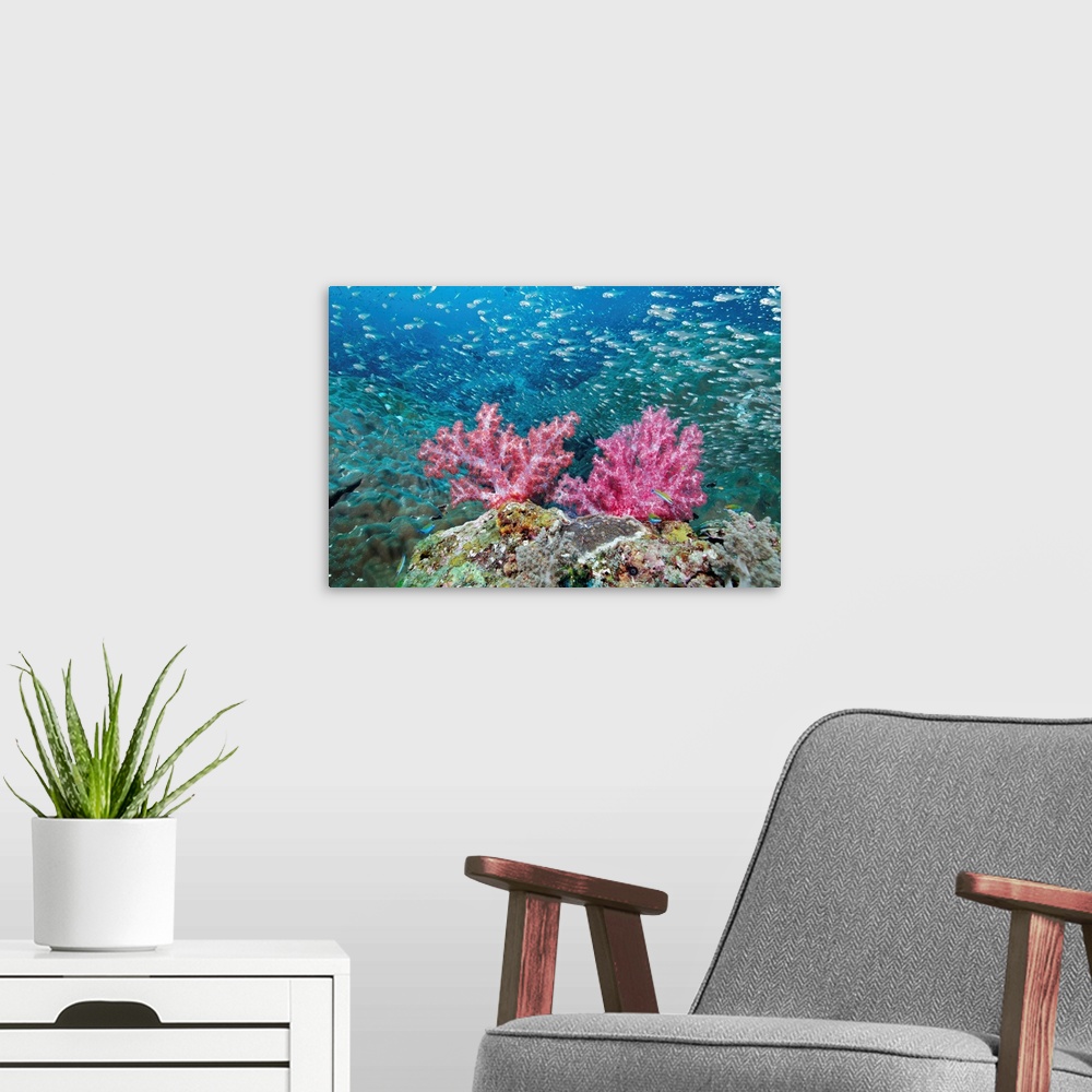 A modern room featuring School of small fish and coral, Christmas Point, Similan Islands, Thailand.