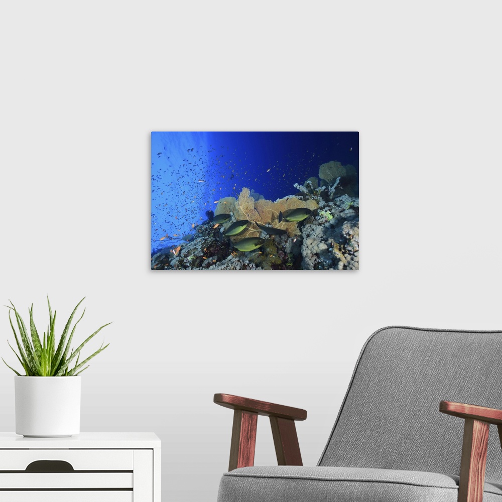A modern room featuring Sleek unicornfish swimming by reef fan coral, Red Sea, Egypt.