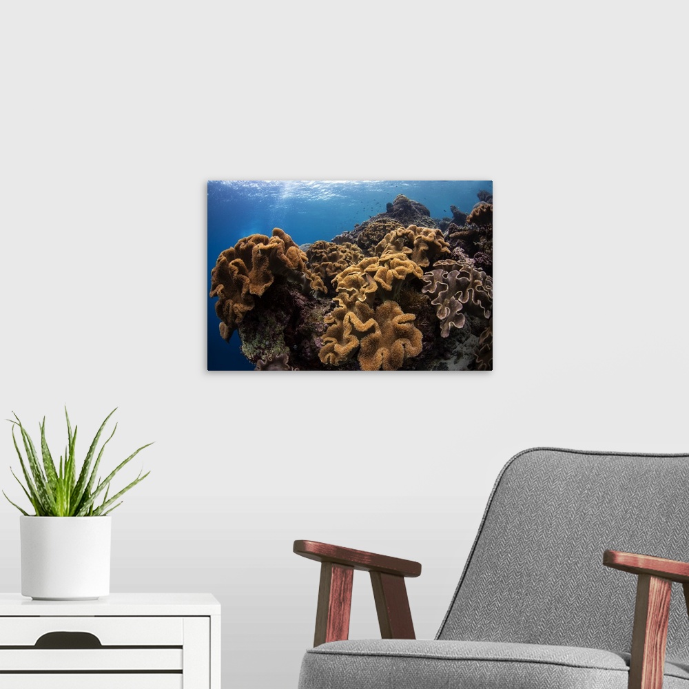 A modern room featuring Soft corals in the colorful reefs of the Banda Sea, Indonesia.