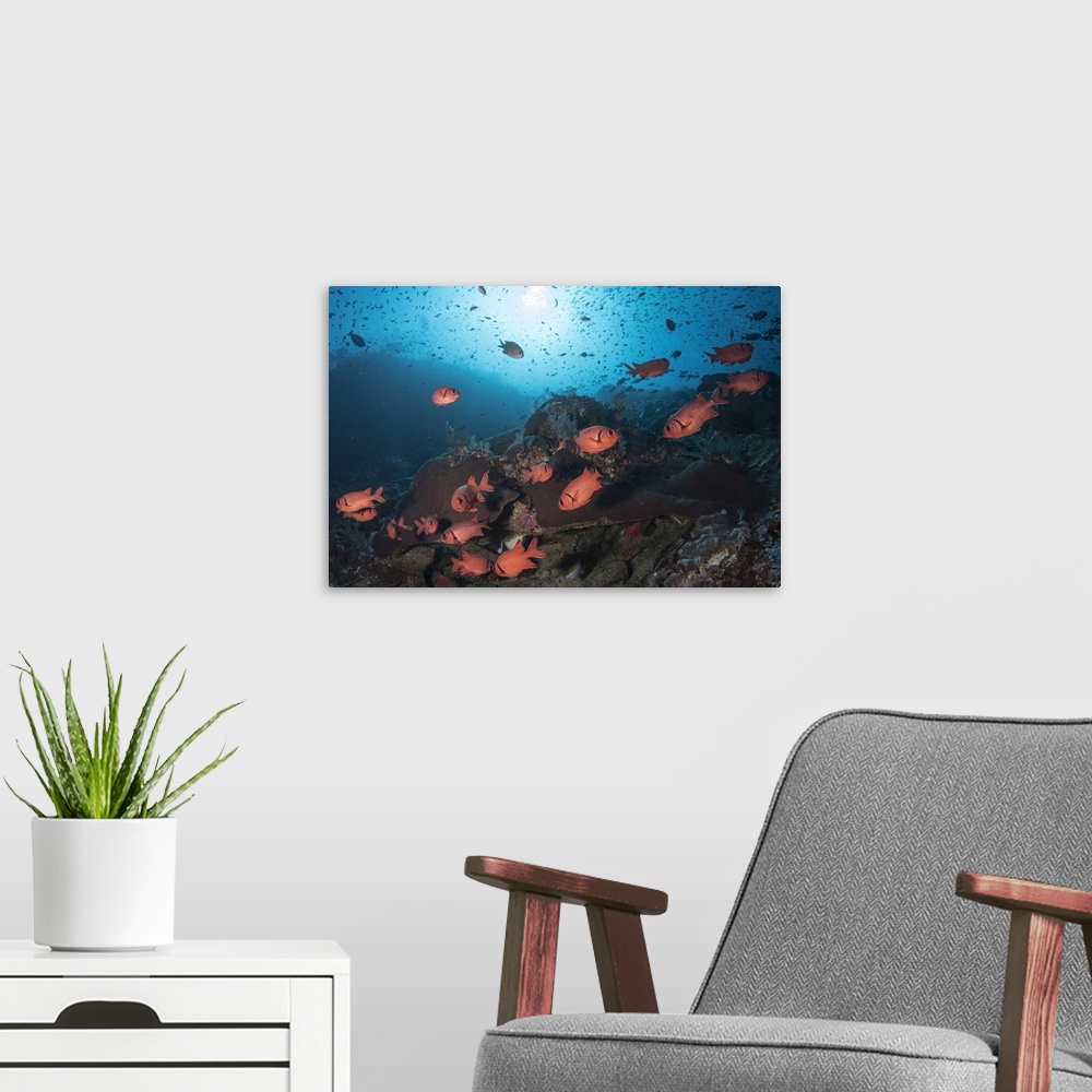 A modern room featuring Soldierfish on the reef in Komodo National Park, Indonesia.
