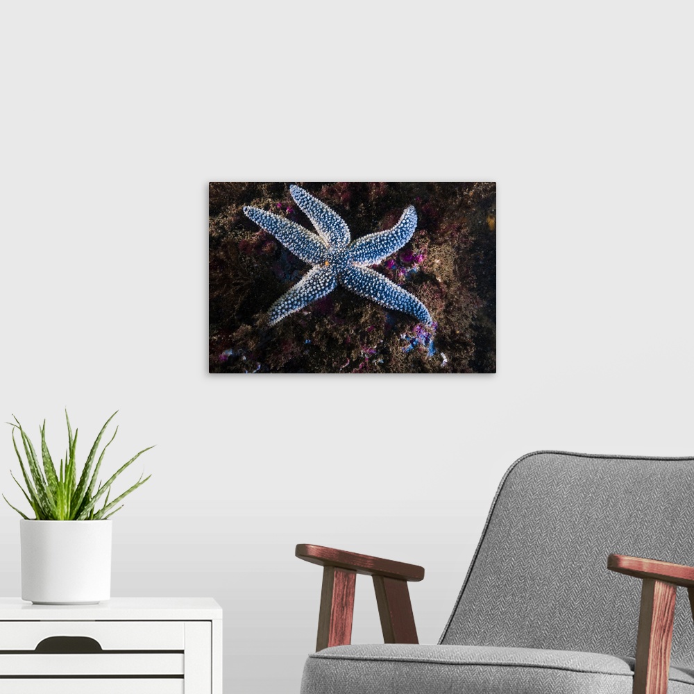 A modern room featuring This Forbes common sea star is found in northeaster waters of Maine.