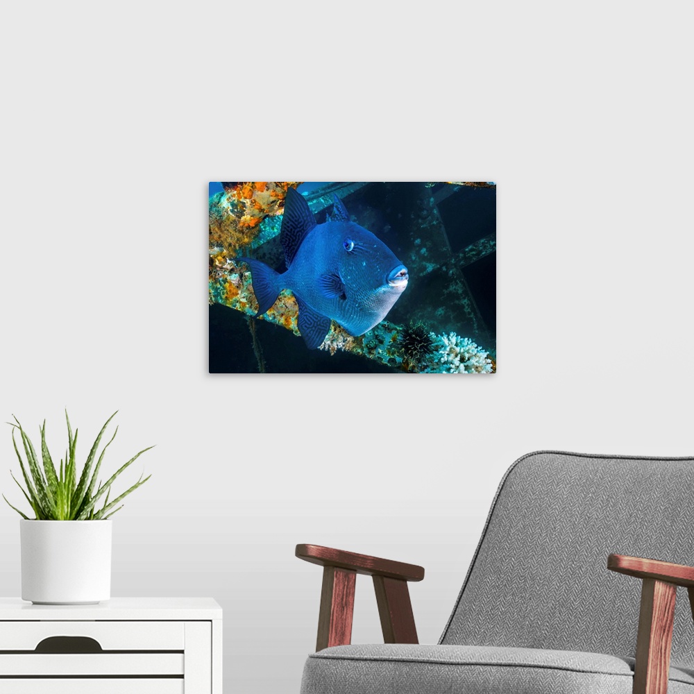 A modern room featuring Triggerfish swimming amongst the USTS Texas Clipper wreck, Texas.
