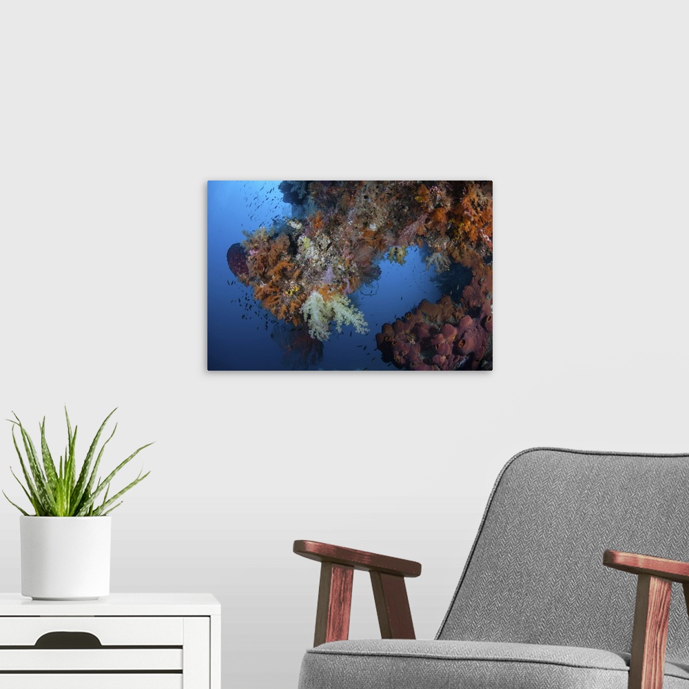 A modern room featuring Vibrant soft corals, Dendronephthya sp., thrive in Raja Ampat, Indonesia.