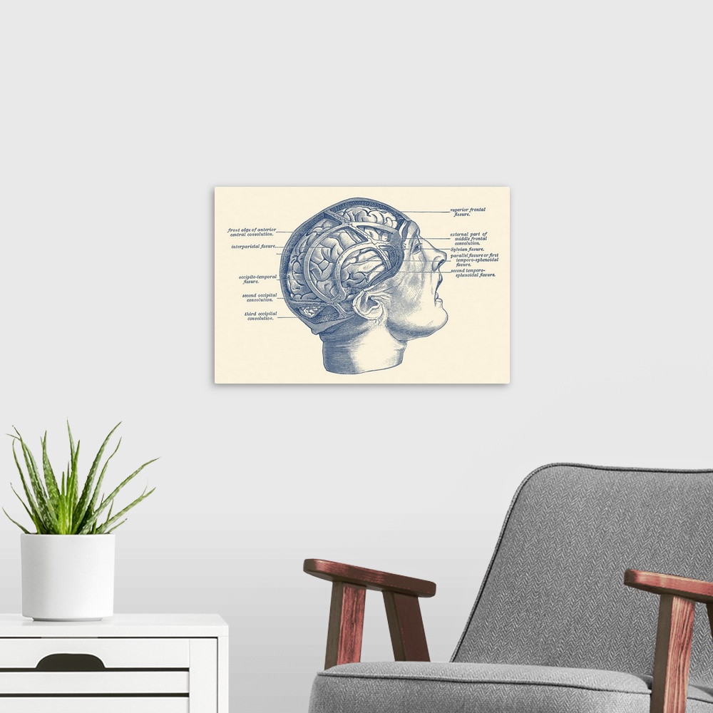 A modern room featuring Vintage anatomy print depicting the fissures throughout the human brain.