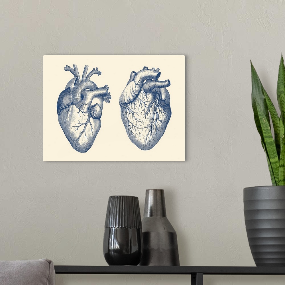 A modern room featuring Vintage anatomy print features a dual view of the human heart.