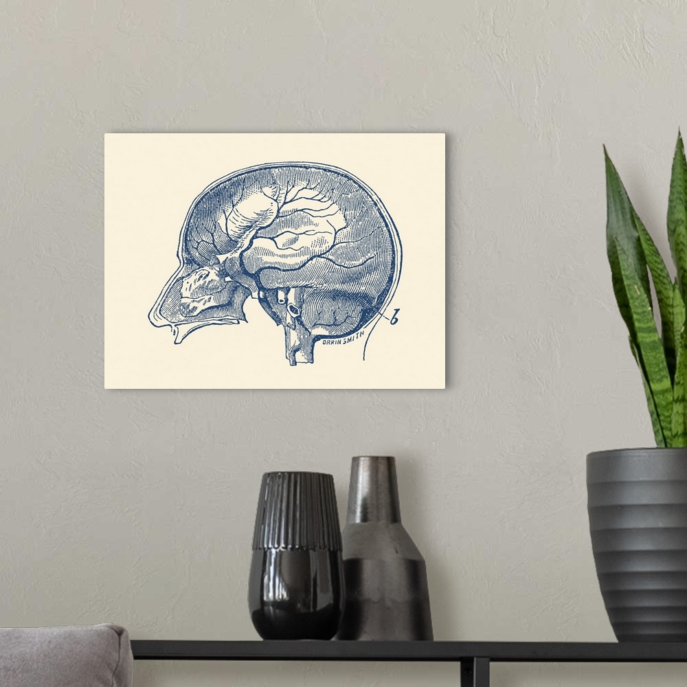A modern room featuring Vintage anatomy print showing a side view of the human brain.