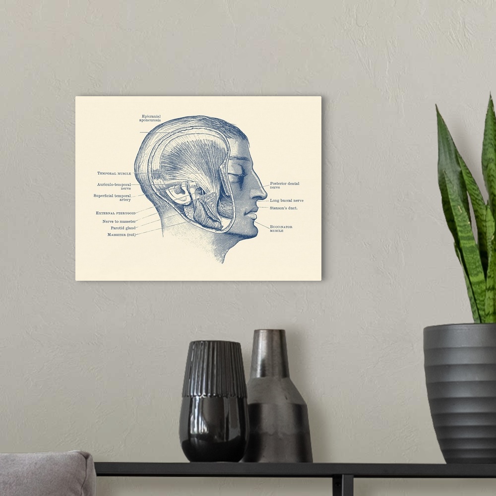 A modern room featuring Vintage anatomy print showing the different muscles, arteries and nerves within the face.