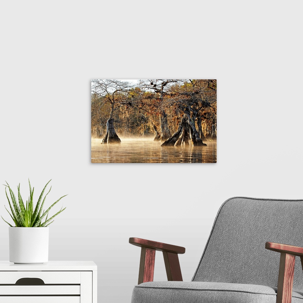 A modern room featuring A photograph of cypress trees on a foggy creek.