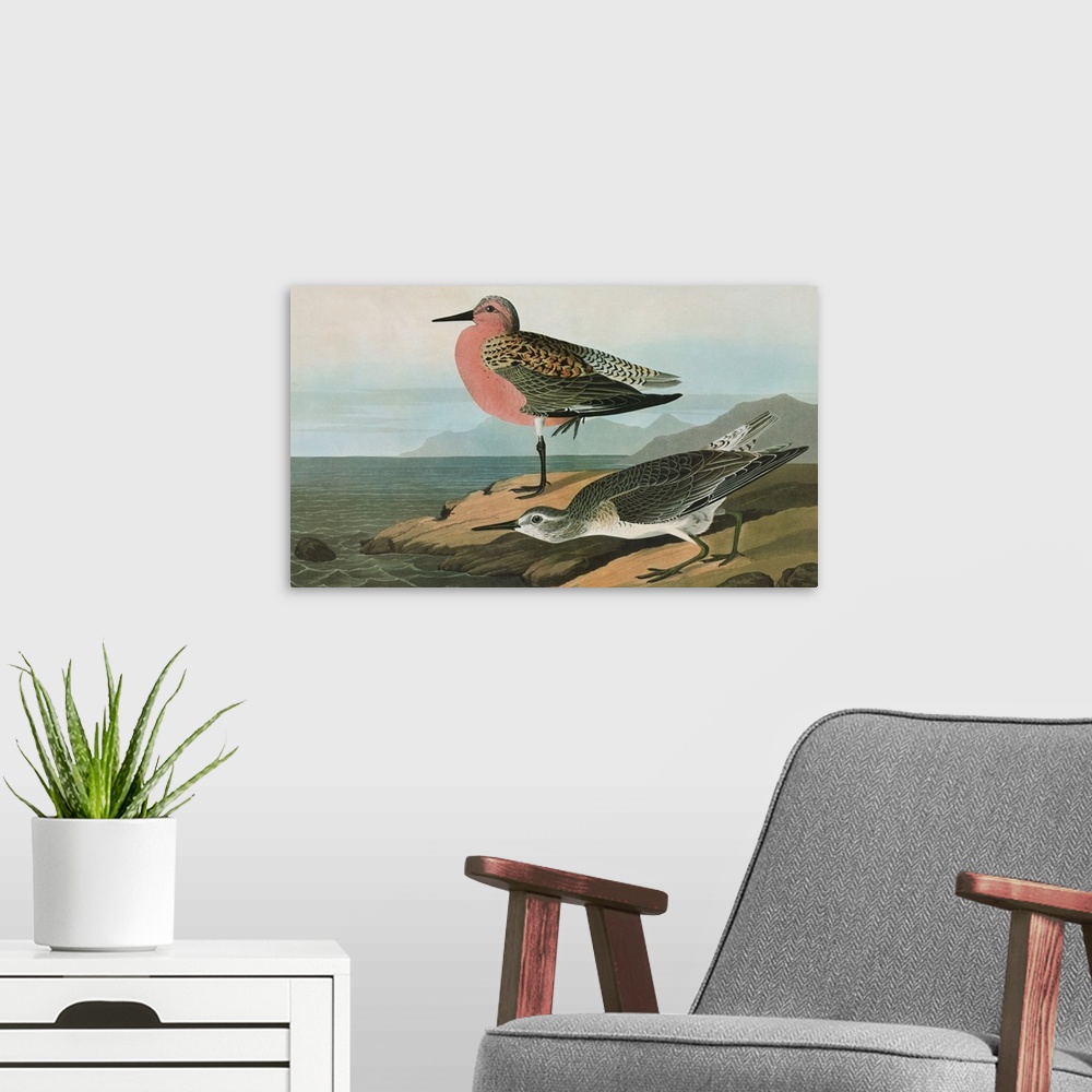 A modern room featuring Red Knot, or Red-breasted Sandpiper (Calidris canutus). Engraving after John James Audubon for hi...