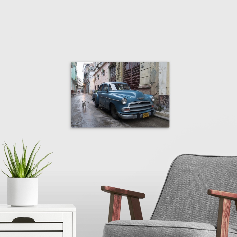 A modern room featuring A white dog standing next to an old blue Chevy car in the streets of Havana, Cuba.