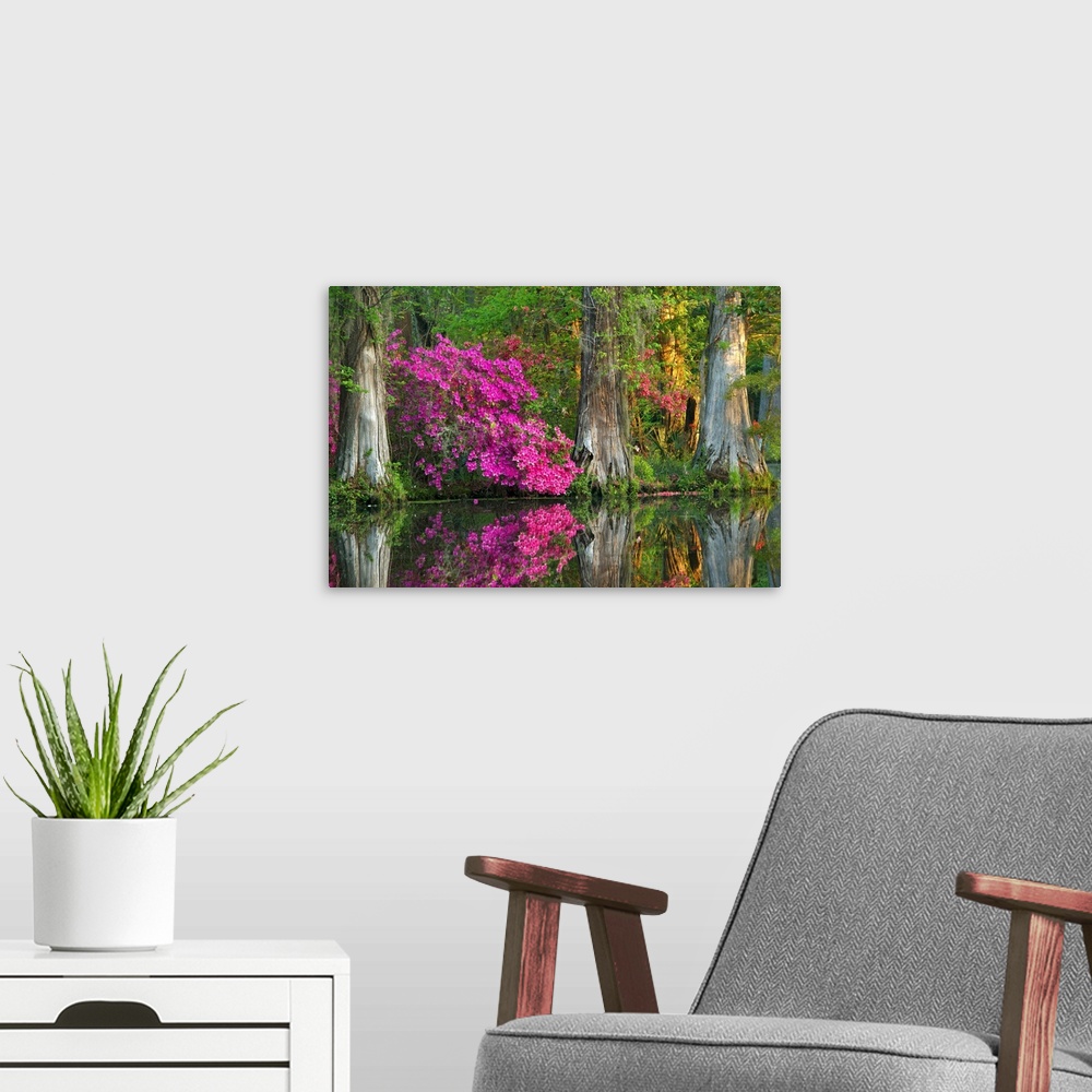 A modern room featuring Bright fuchsia azaleas among cypress trees in a swamp in South Carolina.