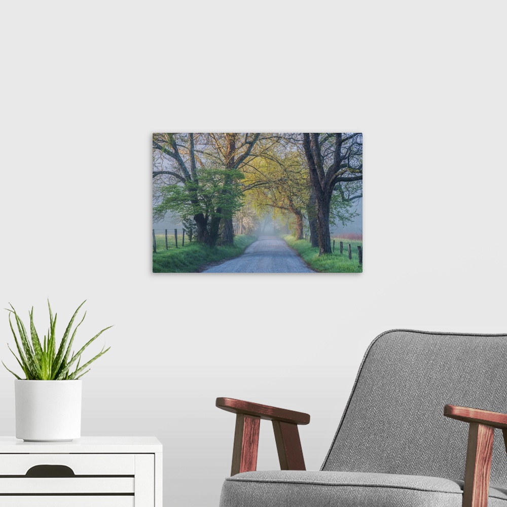 A modern room featuring Country road lined with trees in the Blue Ridge area on a misty morning.