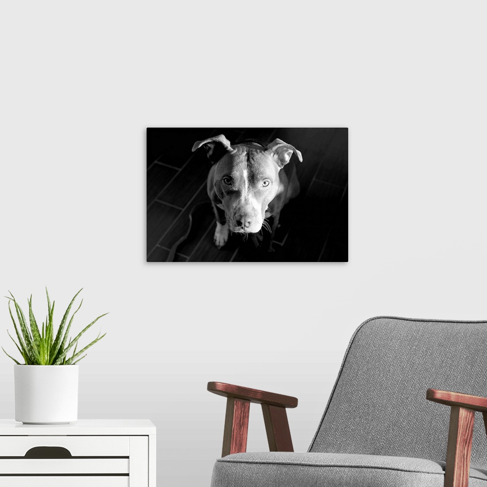 A modern room featuring Sonny, a dog, looking up asking for love.