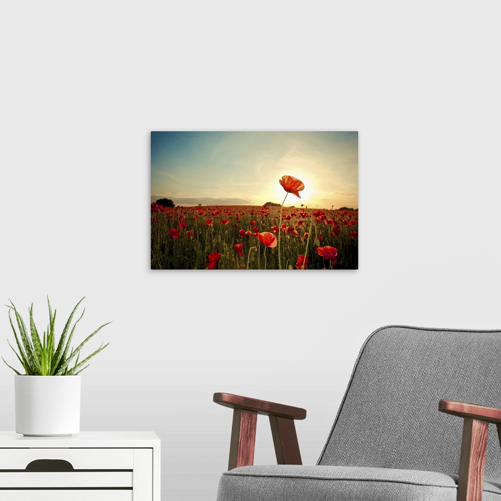 A modern room featuring Poppy Days