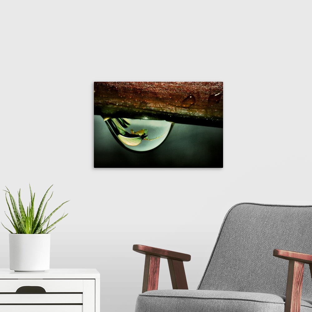 A modern room featuring A rain drop hanging from a branch with reflections of a leaf