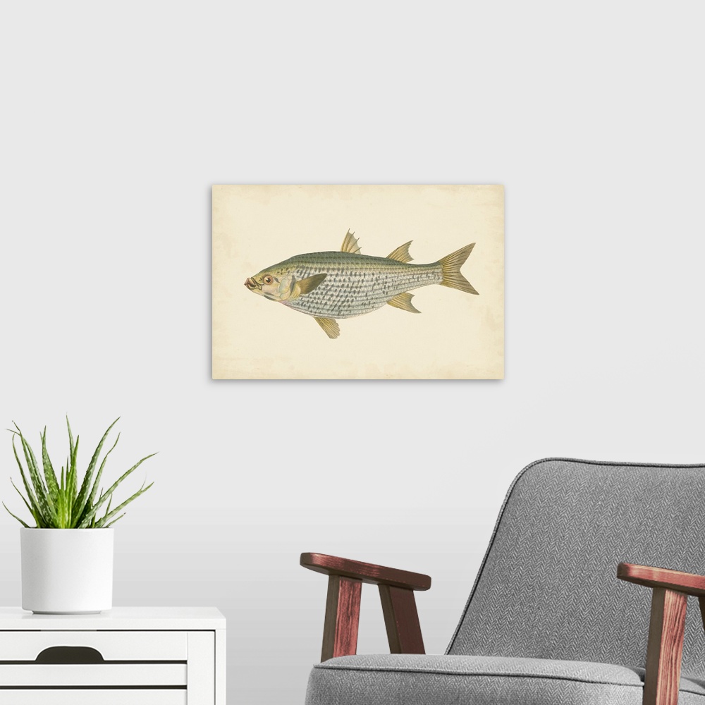 A modern room featuring Vintage stylized illustration of a fish against a parchment background.