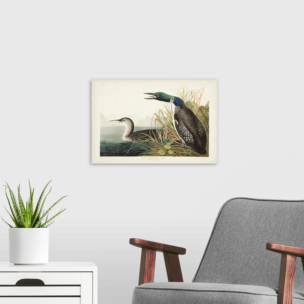 A modern room featuring Great Northern Diver Or Loon