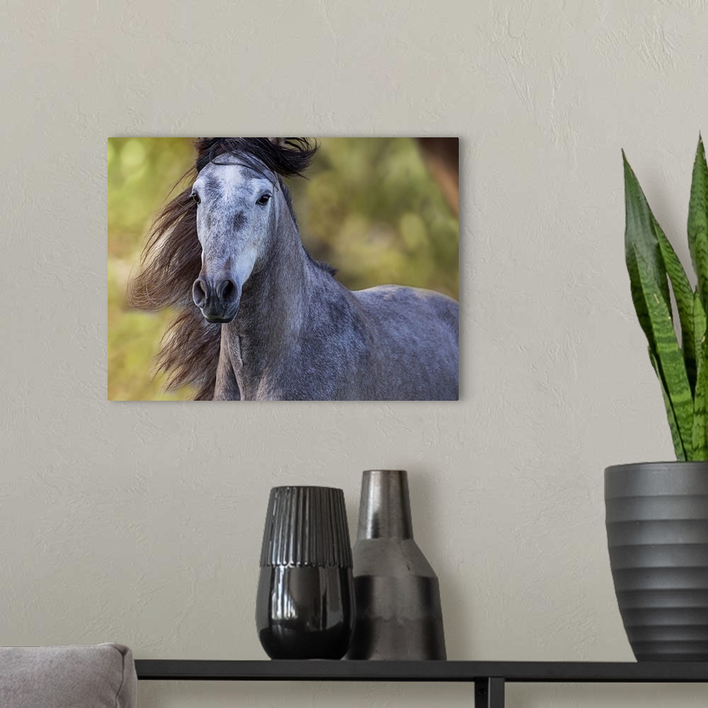 A modern room featuring A portrait of a black horse with its mane blowing in the wind.