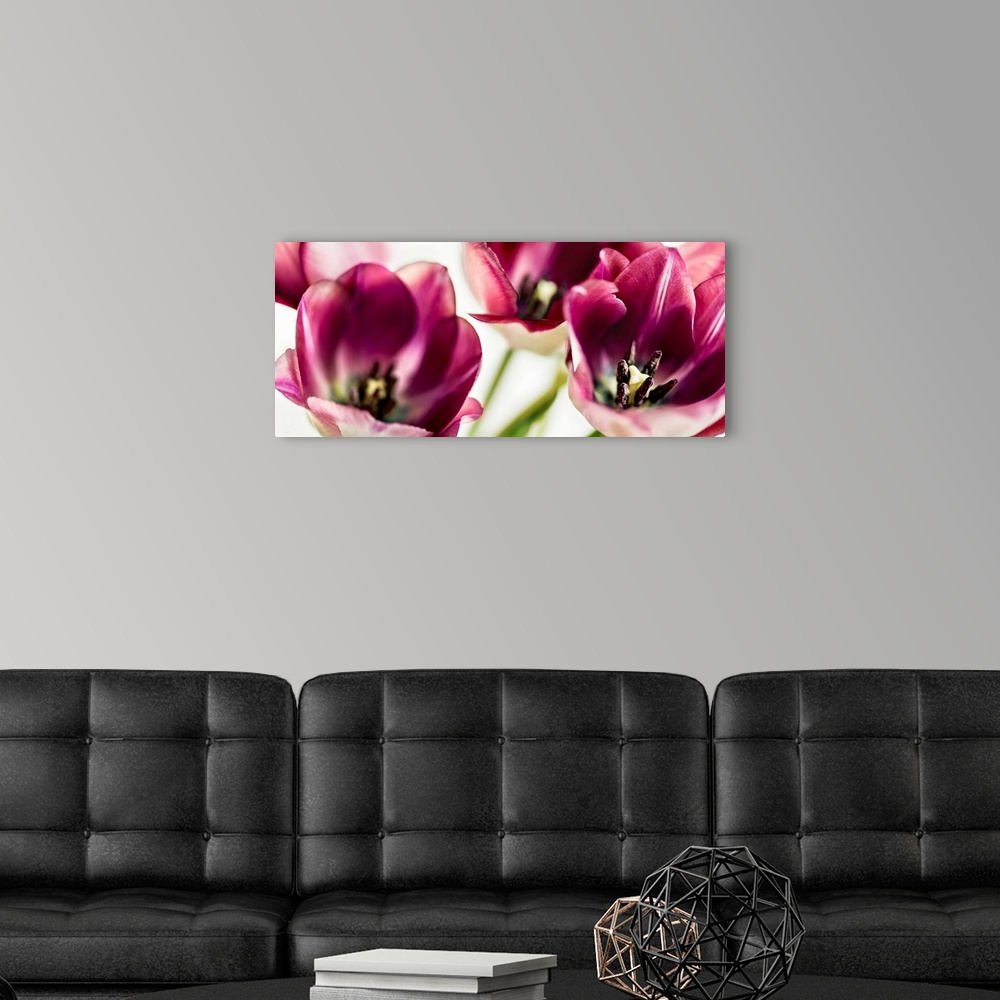 A modern room featuring Tulips IV