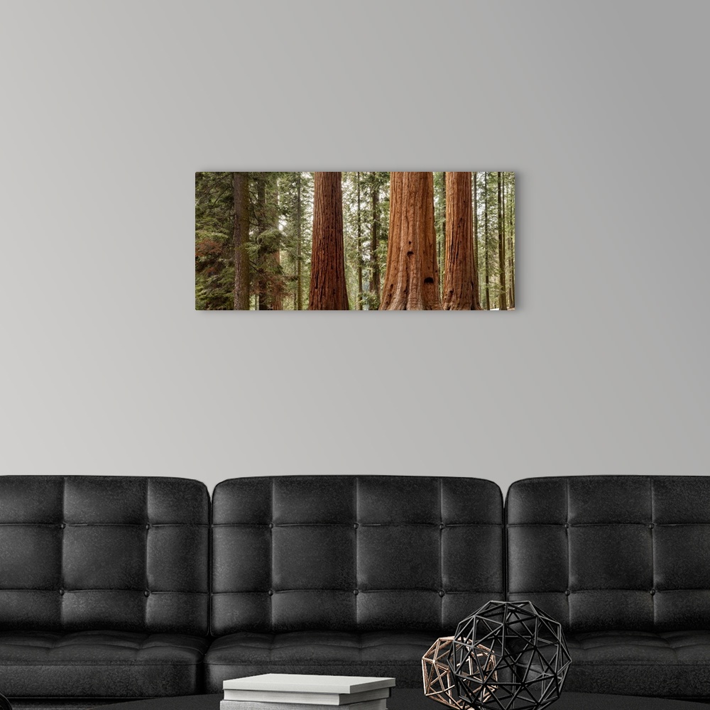 A modern room featuring USA, California, Sequoia National Park, Panoramic view of giant sequoia trees