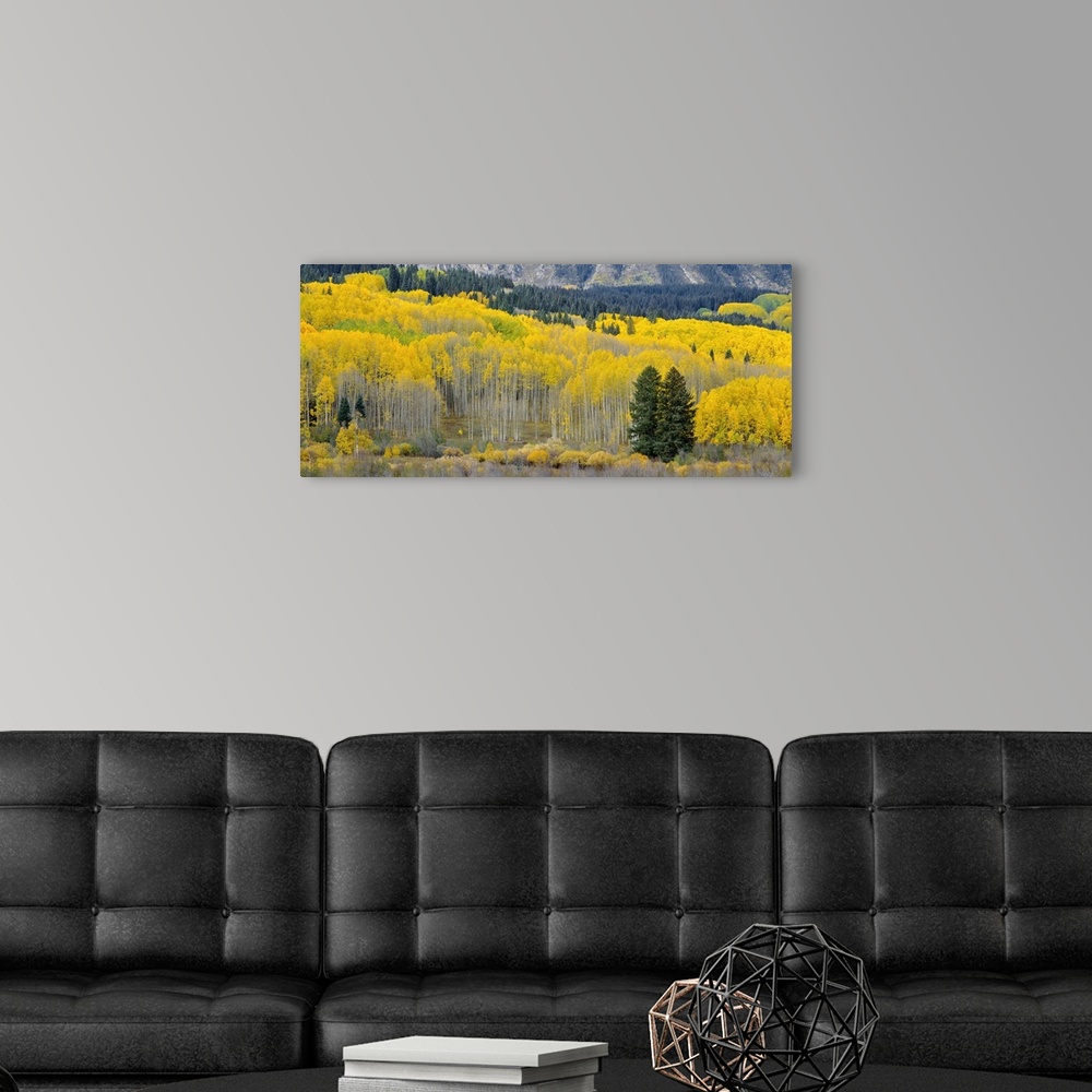 A modern room featuring USA, Colorado, Gunnison National Forest, Autumn colored groves of quaking aspen at the base of th...